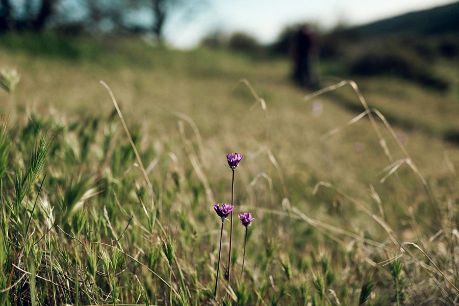 Phoenix Wedding Photographers; Phoenix Wedding; Aaron Hoskins Photography; The Hoskins Photography; The Hoskins; Arizona Wedding Photographers; Sedona Wedding Photographers; Flagstaff Wedding Photographers; Tucson Wedding Photographers; Outdoor Weddings; Phoenix Wedding Photography; Phoenix Wedding Photographer; Flagstaff Wedding; Desert Engagement; Engagement Photograhers; Scottsdale Engagement