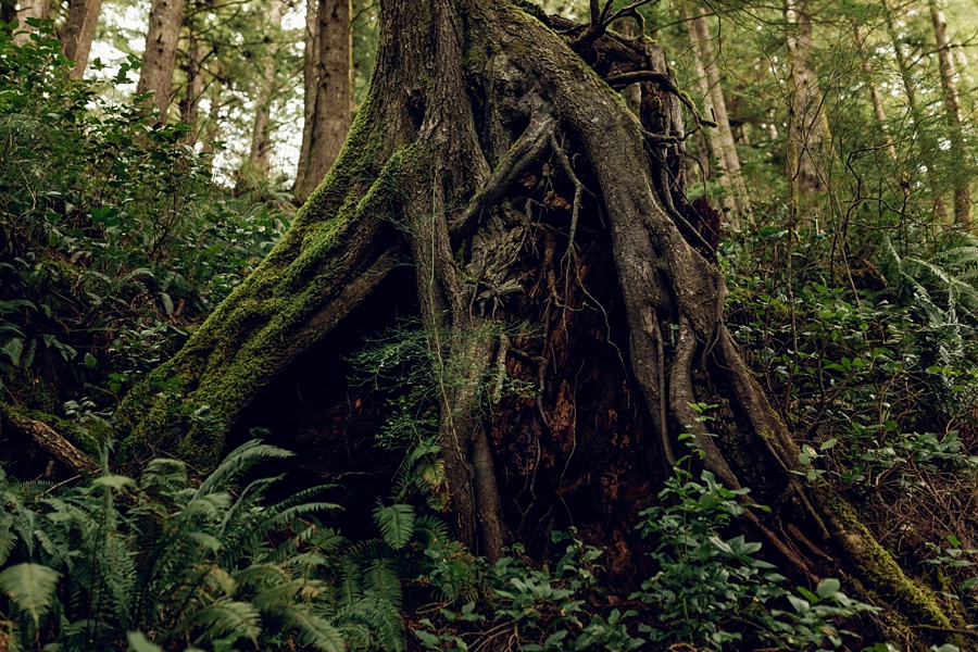 The Hoskins; The Hoskins Photography; Aaron Hoskins Photography; Outdoor Photography: Oregon Photographer; Lost/Discovered; Oregon Landscape; Oregon Coast; Oregon Forest; Travel Photography