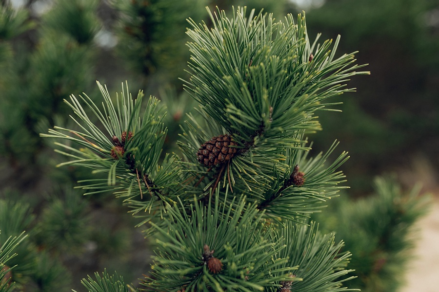 The Hoskins; The Hoskins Photography; Aaron Hoskins Photography; Outdoor Photography: Oregon Photographer; Lost/Discovered; Oregon Landscape; Oregon Coast; Oregon Forest; Travel Photography