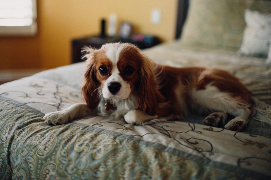 Phoenix Wedding Photographer; Phoenix Wedding; Phoenix Wedding Photographers; Husband and Wife Photographers; Phoenix Outdoor Wedding; Phoenix Backyard Wedding; The Hoskins; Scottsdale Wedding Photographers