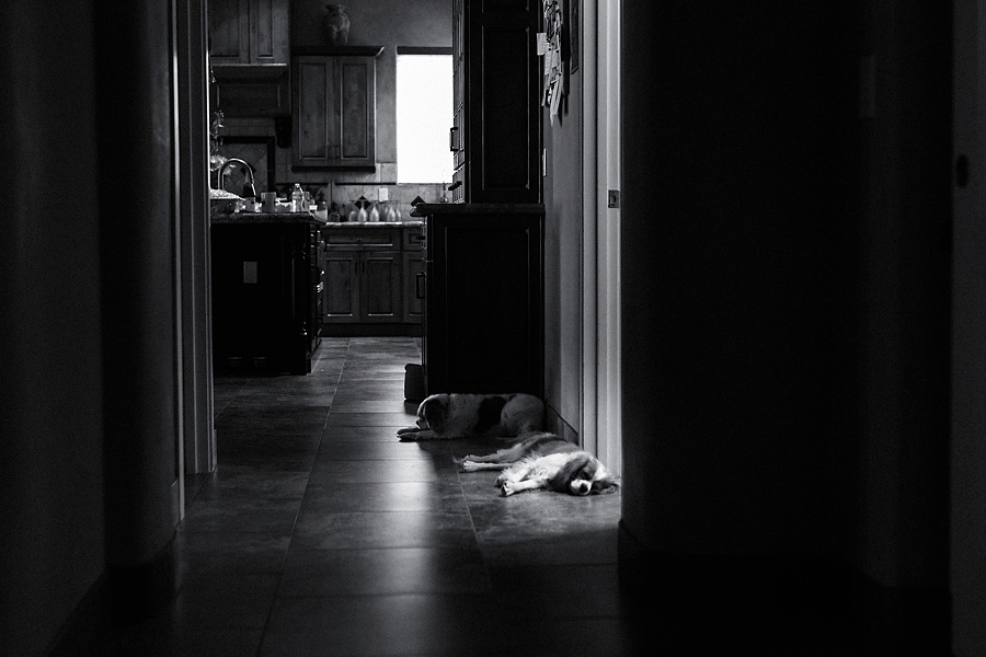 Phoenix Wedding Photographer; Phoenix Wedding; Phoenix Wedding Photographers; Husband and Wife Photographers; Phoenix Outdoor Wedding; Phoenix Backyard Wedding; The Hoskins; Scottsdale Wedding Photographers