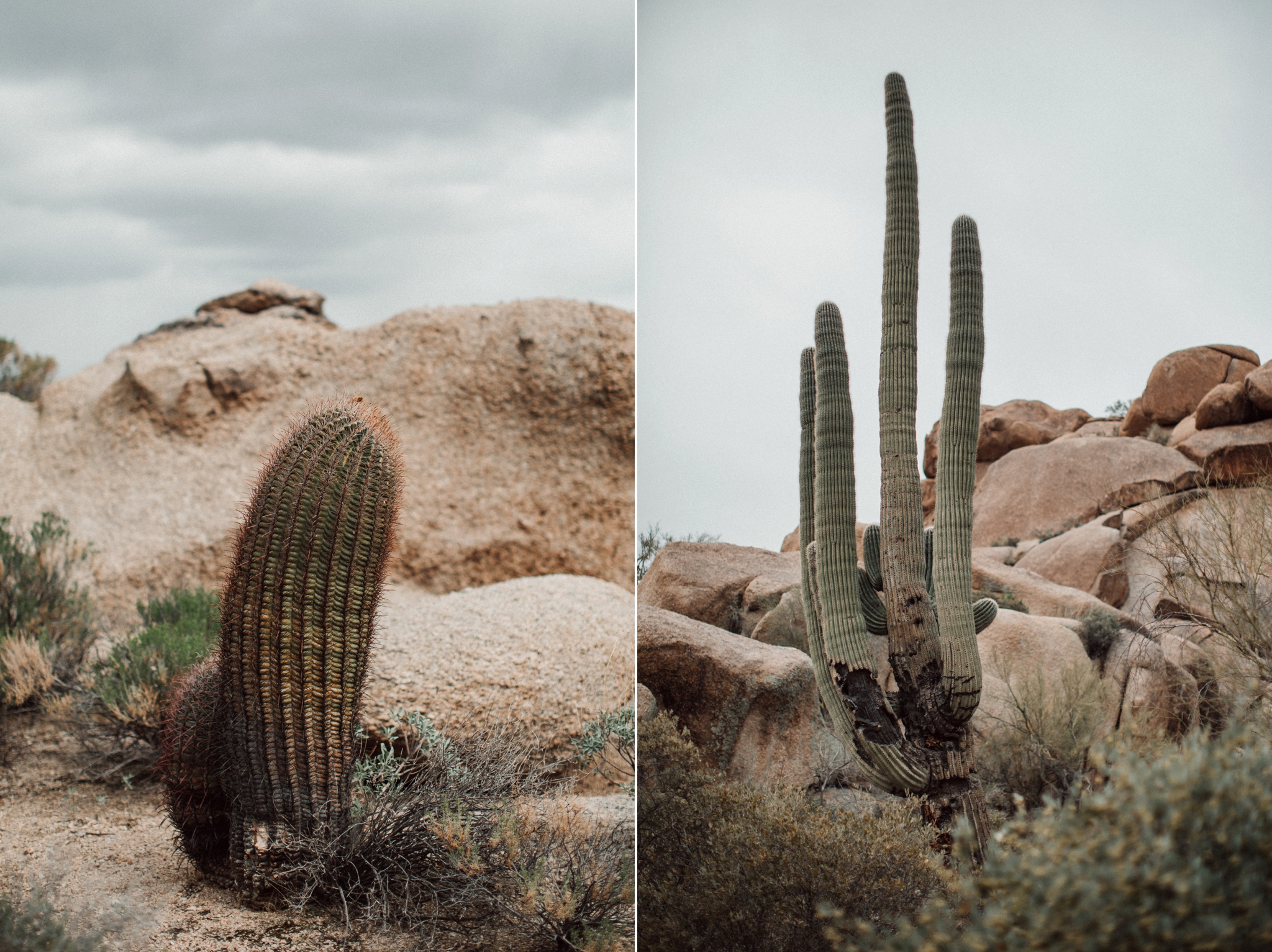 Phoenix Wedding Photographer; Phoenix Wedding; Phoenix Wedding Photographers; Husband and Wife Photographers; Phoenix Outdoor Wedding; Phoenix Backyard Wedding; The Hoskins; Scottsdale Wedding Photographers; Phoenix Family Photographer; The Boulders Wedding; The Boulders Wedding Photographer; Scottsdale Wedding; Scottsdale Wedding Photographer; The Boulders Wedding Photography
