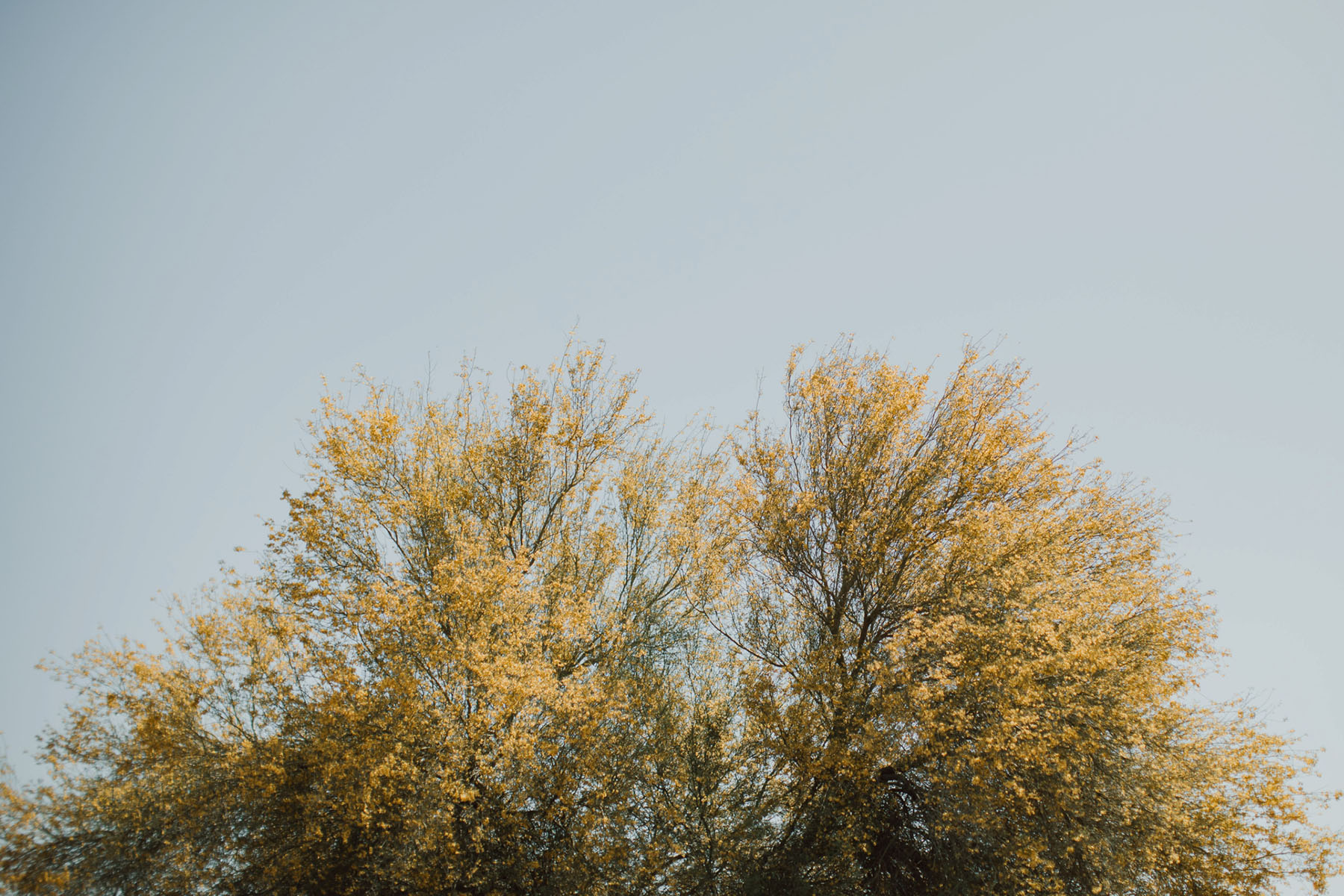 Phoenix Family Photographer, Phoenix Wedding Photographer, Phoenix Disc Golf, Phoenix Wedding Photographers