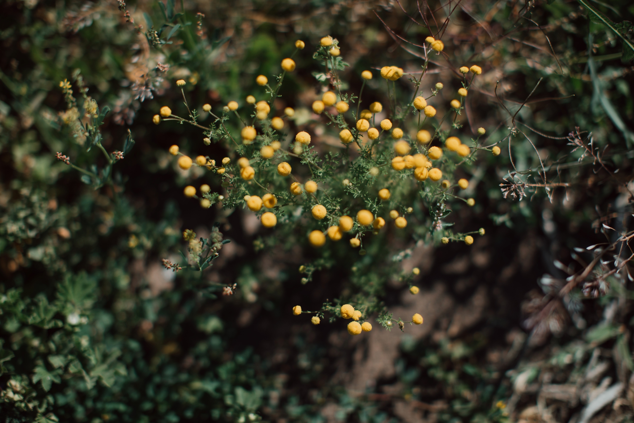 Phoenix Family Photographer, Phoenix Wedding Photographer, Phoenix Disc Golf, Phoenix Wedding Photographers