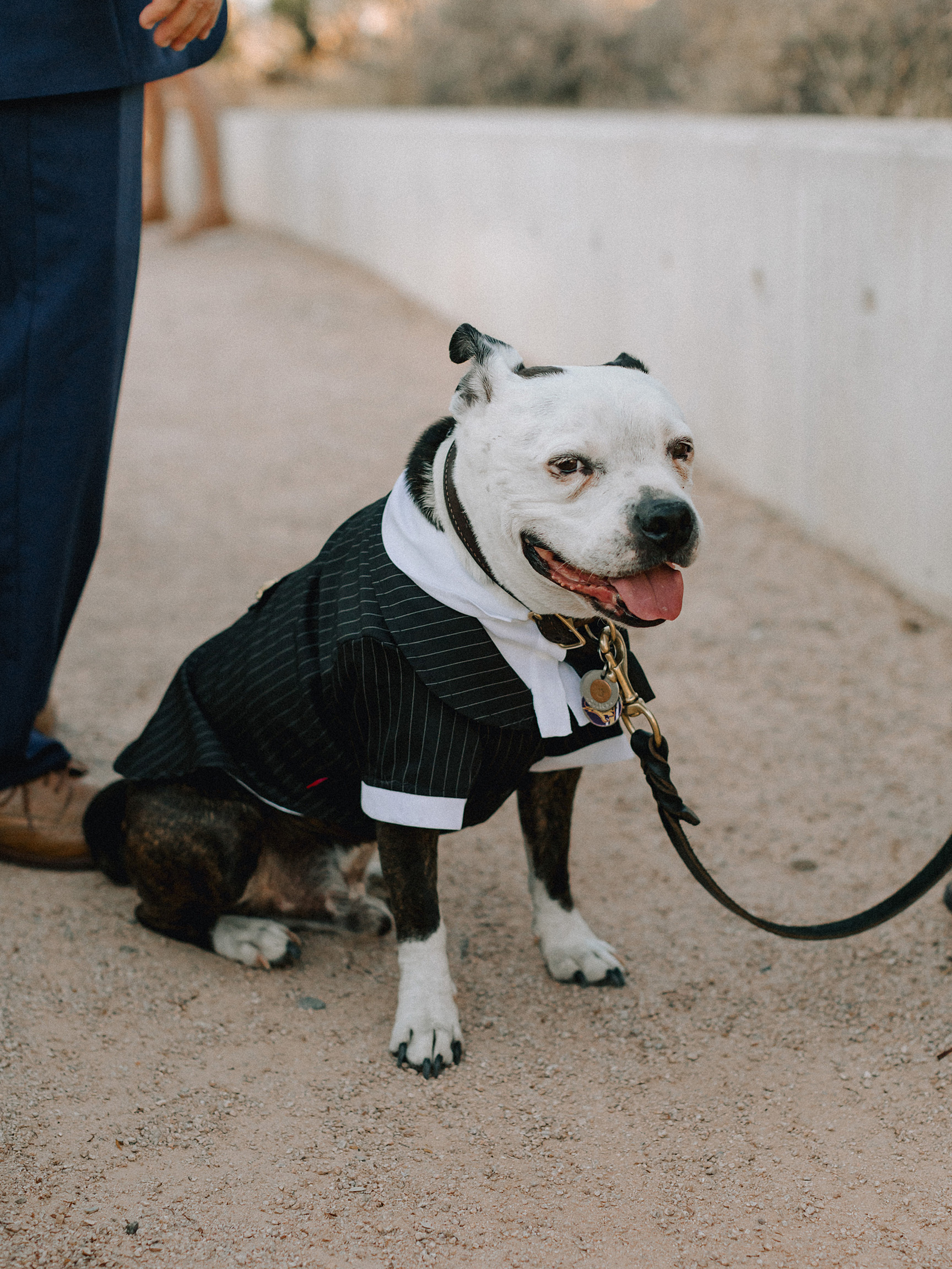 Phoenix Wedding Photographer, Scottsdale Wedding Photographer, The Boulders Wedding, The Boulders Wedding Photographer, Arizona Wedding Photographer, Outdoor Wedding Photographer, The Hoskins Photography, Dog Groomsman, Dog in Wedding