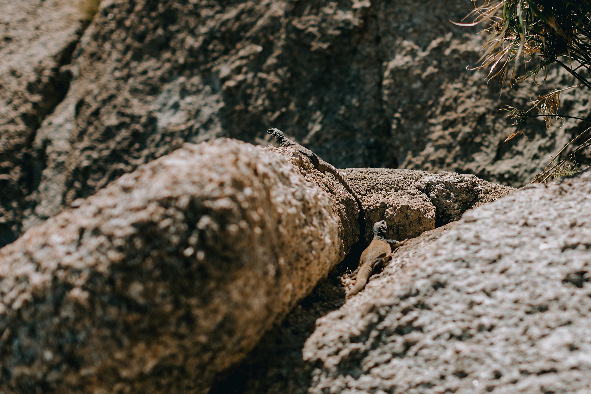 Phoenix Wedding Photographer, Scottsdale Wedding Photographer, The Boulders Wedding, The Boulders Wedding Photographer, Arizona Wedding Photographer, Outdoor Wedding Photographer, The Hoskins Photography