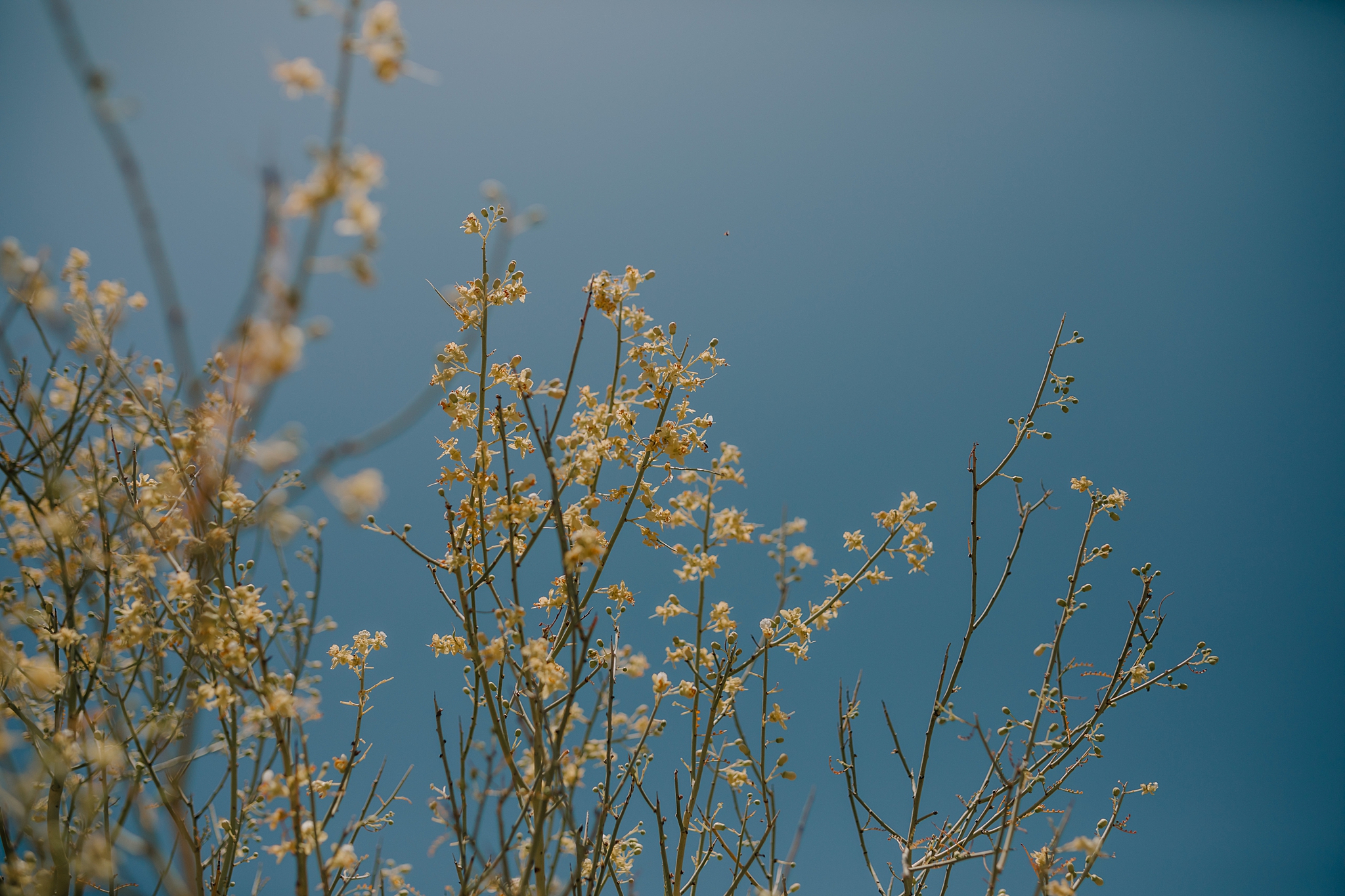 Phoenix Wedding Photographer, Scottsdale Wedding Photographer, The Boulders Wedding, The Boulders Wedding Photographer, Arizona Wedding Photographer, Outdoor Wedding Photographer, The Hoskins Photography