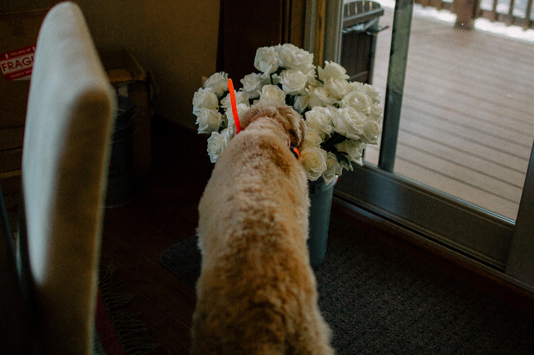Phoenix Wedding Photography; Phoenix Wedding Photographer; Phoenix Wedding Photographers; Phoenix Wedding; Aaron Hoskins Photography; The Hoskins Photography; The Hoskins; Arizona Wedding Photographers; Photographer Phoenix; Wedding Photographers Phoenix; Wedding Photographer Phoenix AZ; Wedding Photographer in Arizona; Flagstaff Wedding; Flagstaff Wedding Photographer; The Arboretum at Flagstaff Wedding; Wedding in the Woods; Dog