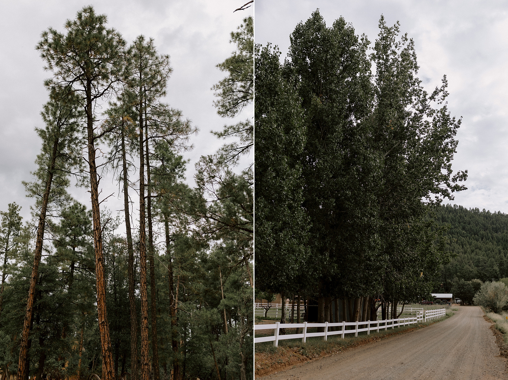 Wedding on the Mogollon Rim in Strawberry, Arizona, Phoenix Wedding Photographer