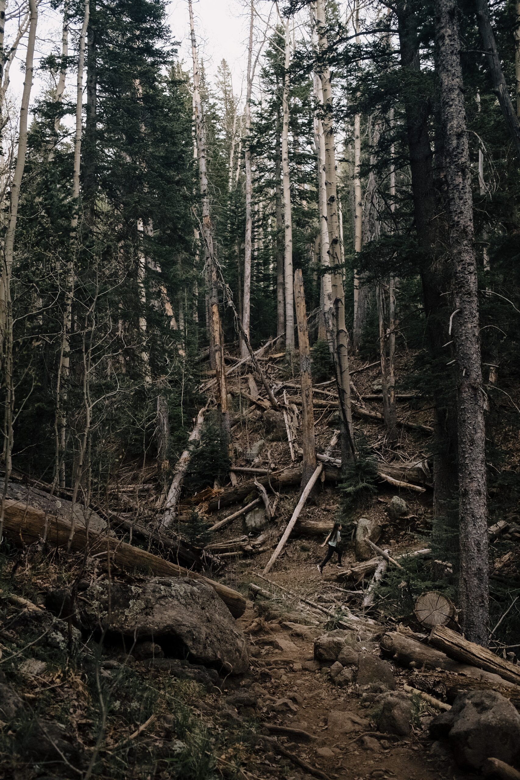 Forest trail scenes during spring hike in northern Arizona