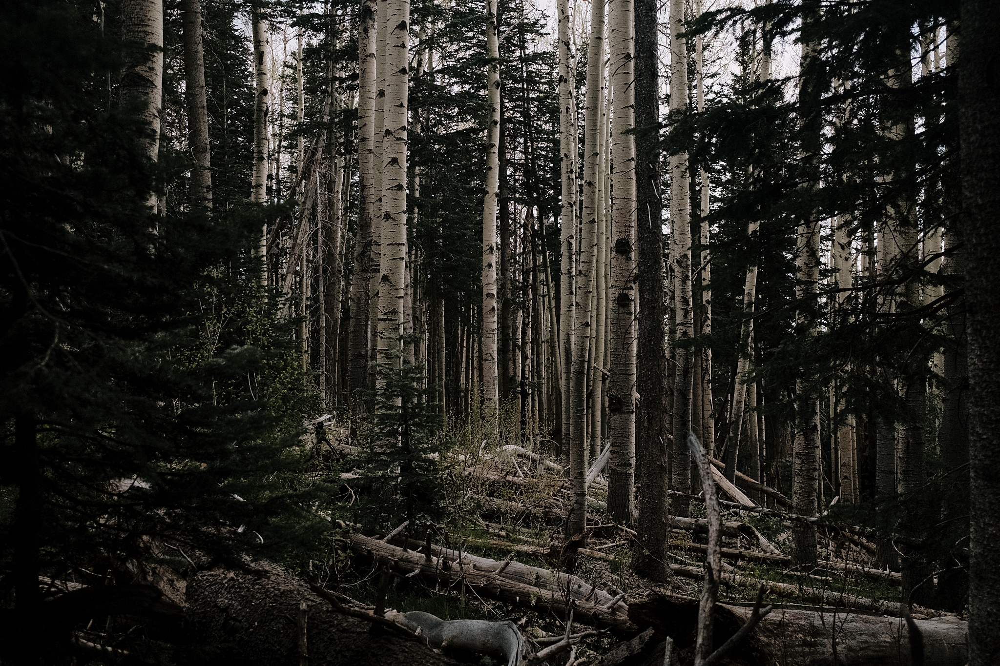 Hiking Humphreys Peak