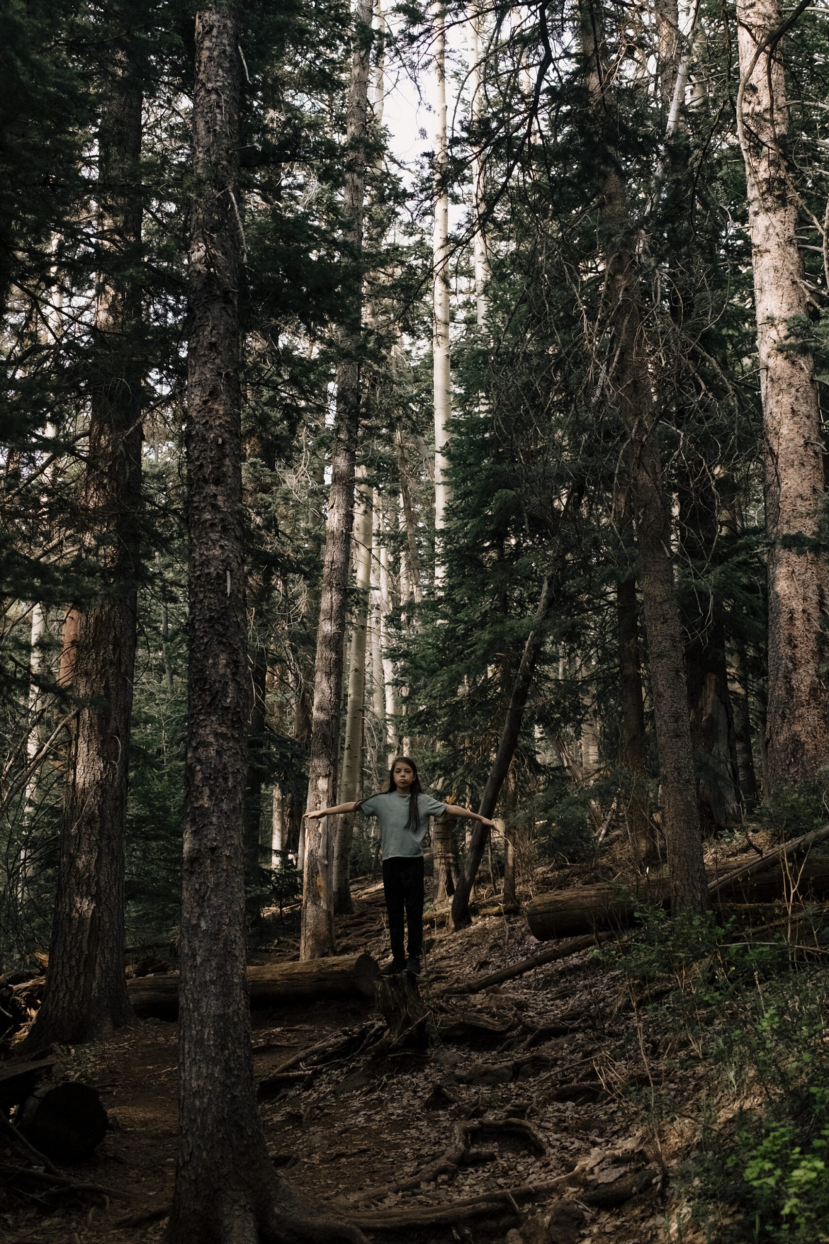 Forest trail scenes during spring hike in northern Arizona