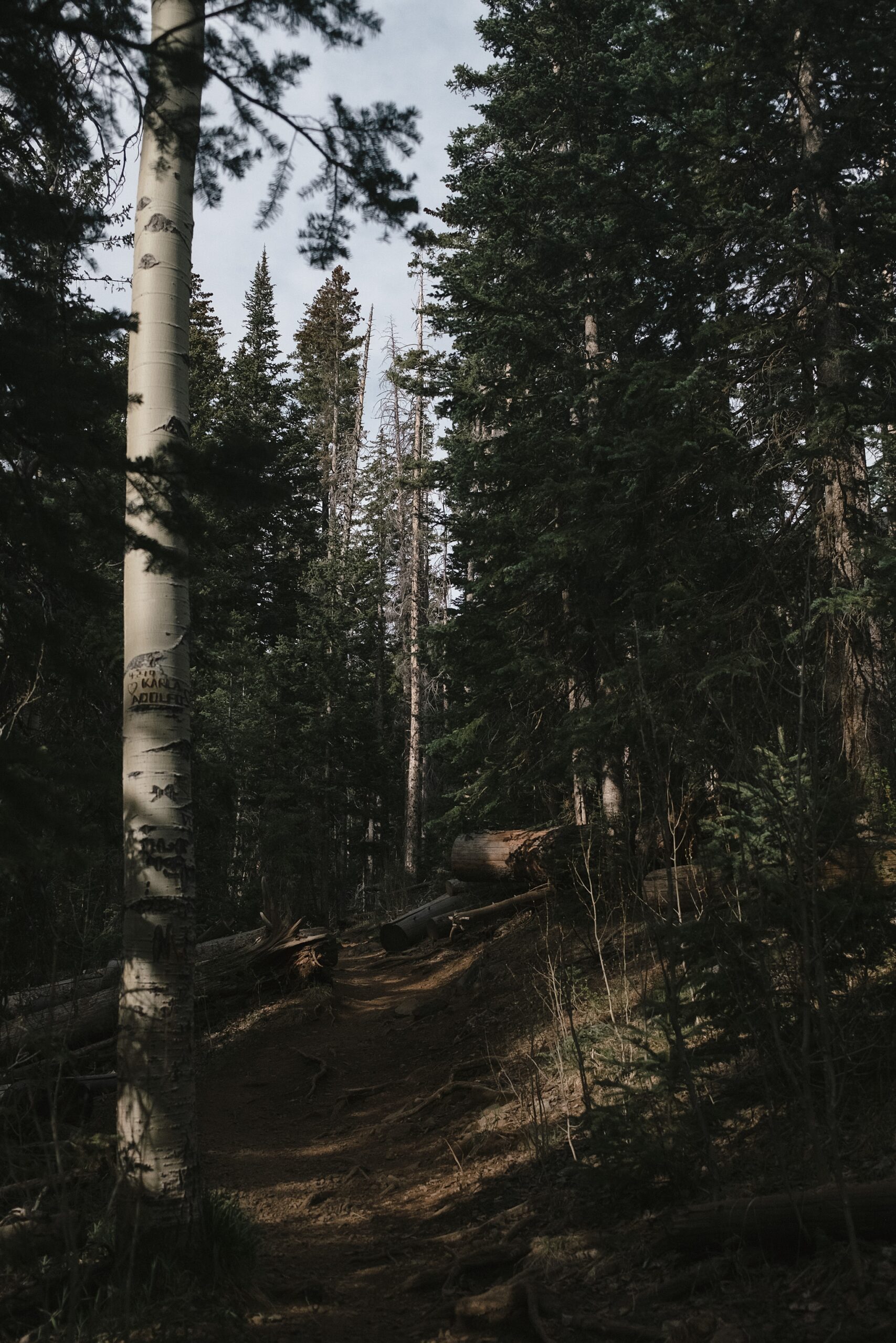 Hiking Humphreys Peak
