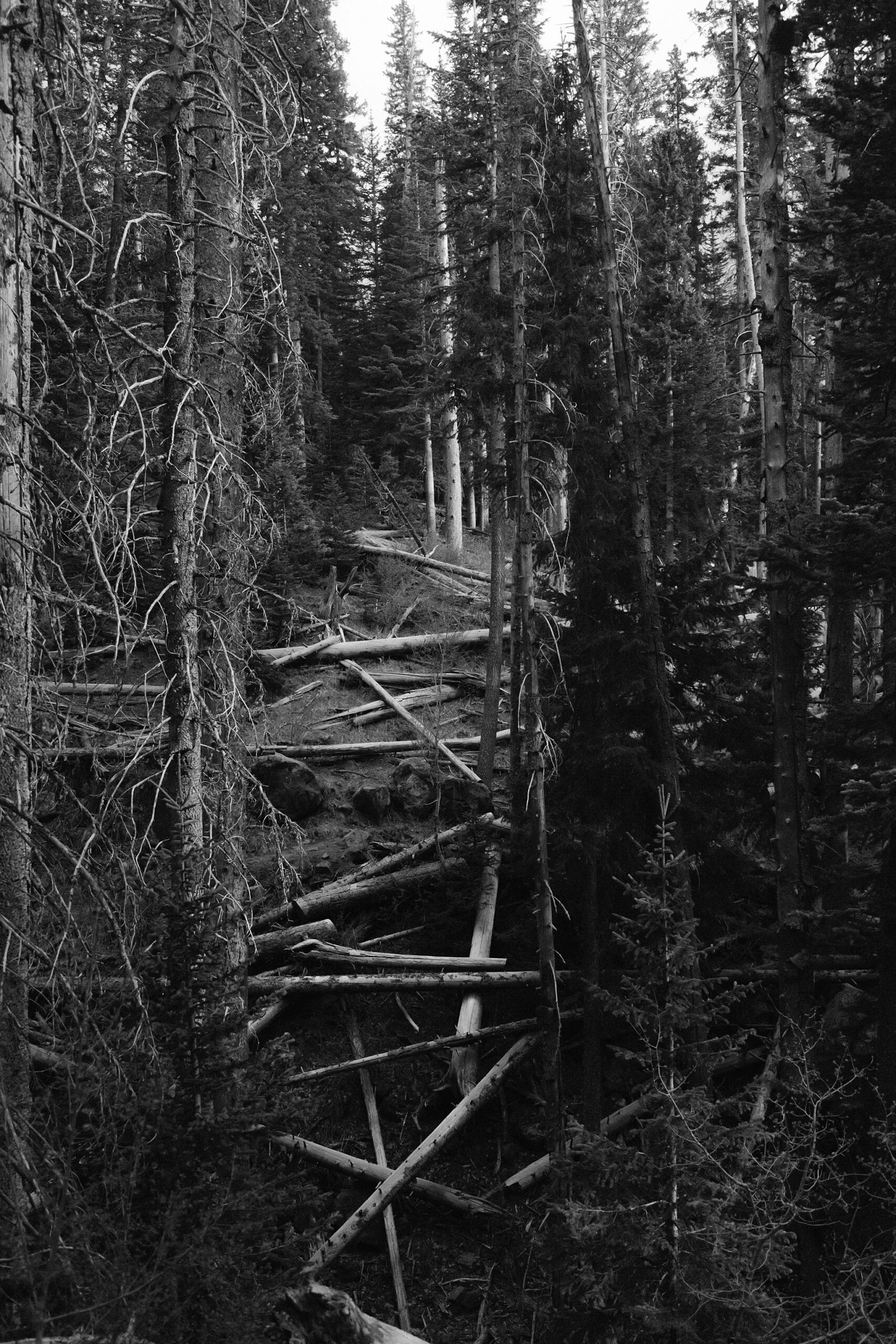 Forest trail scenes during spring hike in northern Arizona
